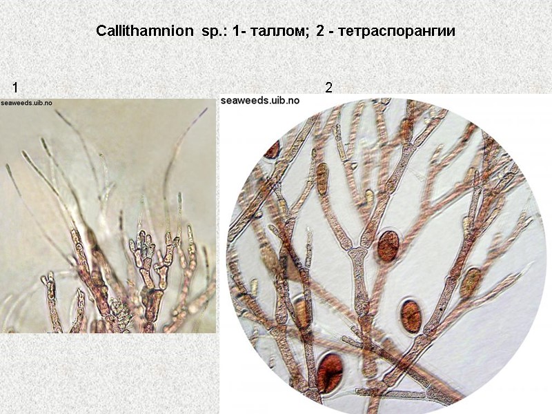 Callithamnion sp.: 1- таллом; 2 - тетраспорангии  1 2